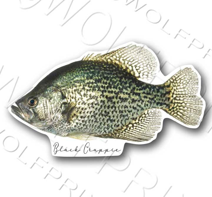 Black Crappie Fish Sticker 6" or 9.25" Wide Boat Car Window Decal