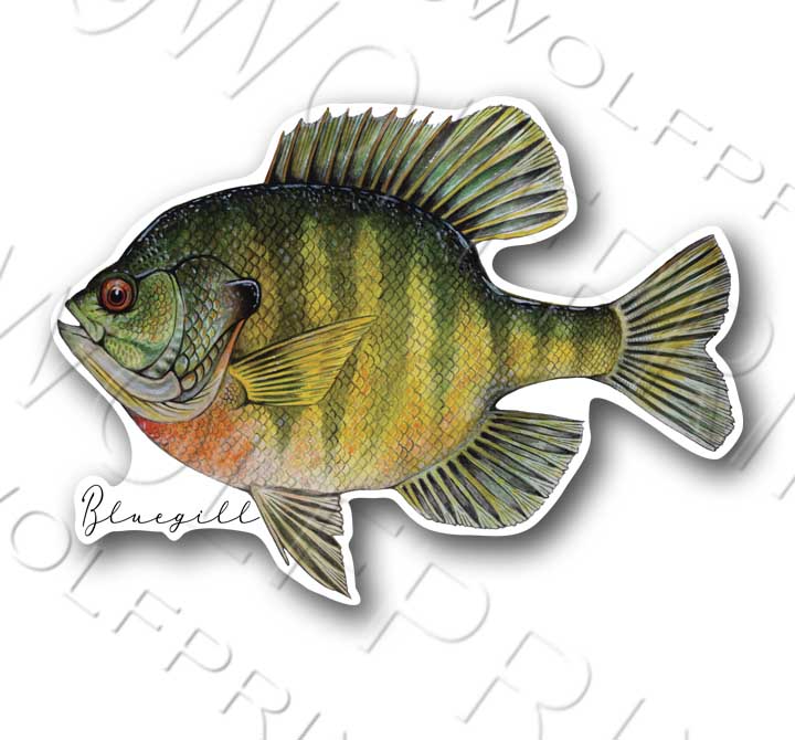 Bluegill Fish Sticker 6" or 7.25" Wide Boat Car Window Decal