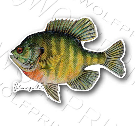 Bluegill Fish Sticker 6" or 7.25" Wide Boat Car Window Decal