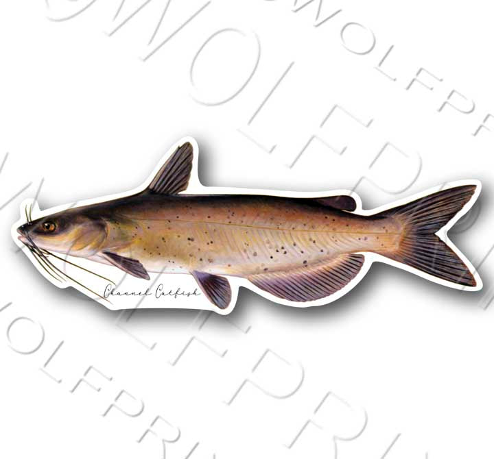Channel Catfish Fish Sticker 6" or 11" Wide Walleye Bass Boat Car Window Decal