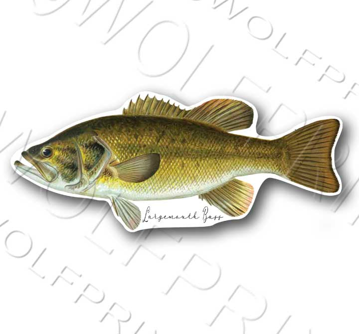 Largemouth Bass Fish Sticker 6" or 11" Wide Walleye Bass Boat Car Window Decal