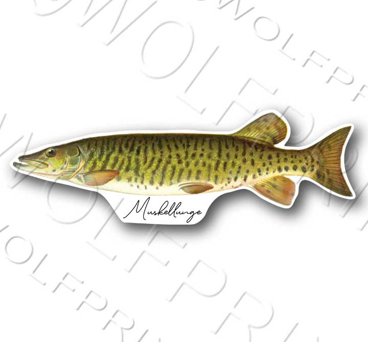 Musky Fish Sticker 6" or 11" Wide Bass Muskellunge Boat Car Window Decal