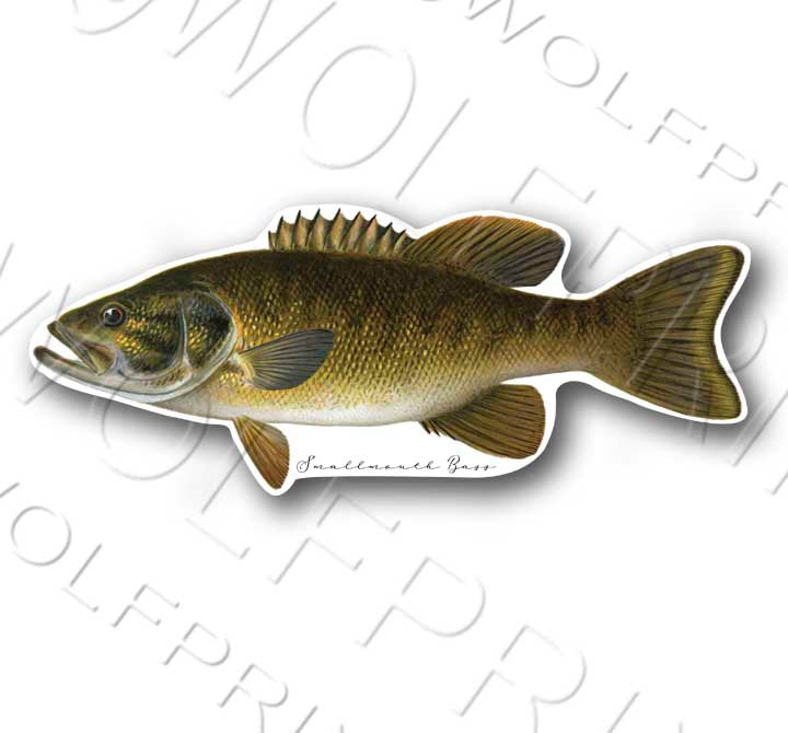 Smallmouth Bass Fish Sticker 6" or 11" Wide Walleye Bass Boat Car Window Decal