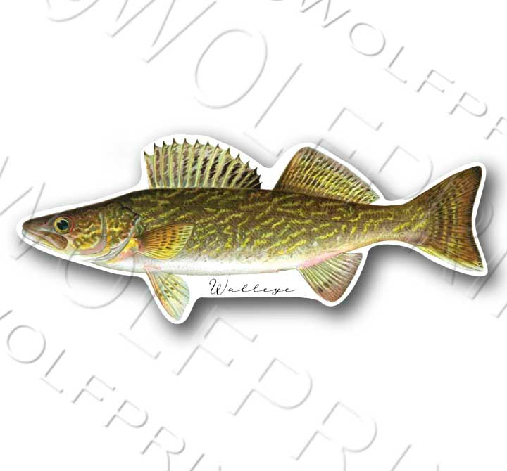 Walleye Fish Sticker 6" or 11" Wide Bass Trout Perch Boat Car Window Decal