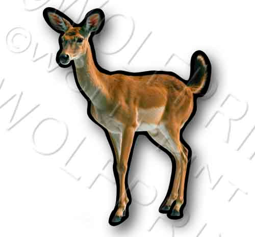 Deer Doe 4.75" Tall Sticker Outdoor Sportsman Hunting Decal Whitetail