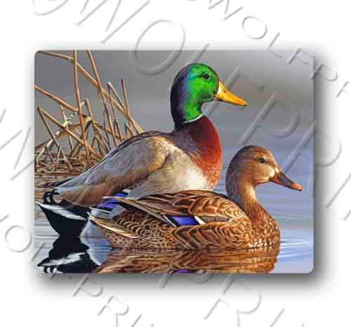 Mallard Ducks Wildlife Sticker 5.1" Wide Waterfowl Decal