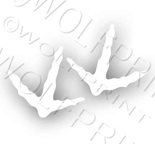 2 White Wild Turkey Bird Tracks 2" Tall Each Sticker Game Hunter Decal