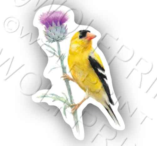 Goldfinch Bird 4.75" Tall Sticker Wild Birds Watcher Decal