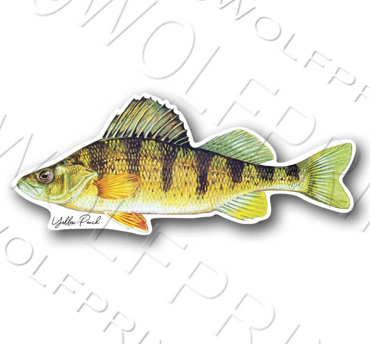 Yellow Perch Fish Sticker 6" or 11" Wide Walleye Bass Boat Car Window Decal