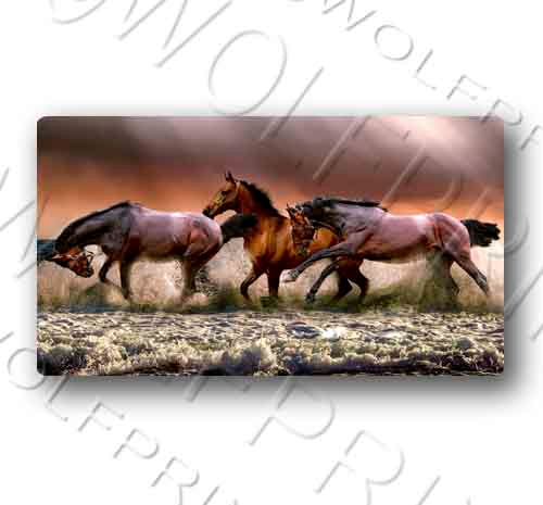 Brown Horses Running Wild in Water Sticker 5.1" Wide Decal