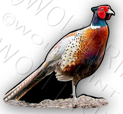 Pheasant Bird 4.5" Tall Sticker Wild Birds Watcher Decal