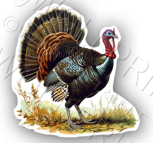 Wild Turkey Bird 4.5" Tall Sticker Wild Birds Watcher Decal